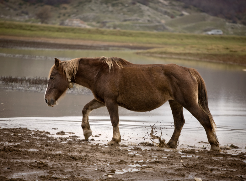 hiver chevaux